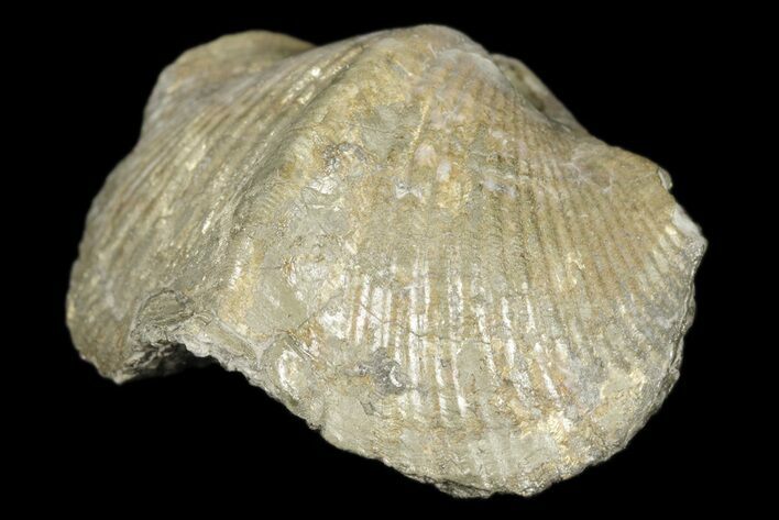Pyrite Replaced Brachiopod (Paraspirifer) Fossil - Ohio #189154